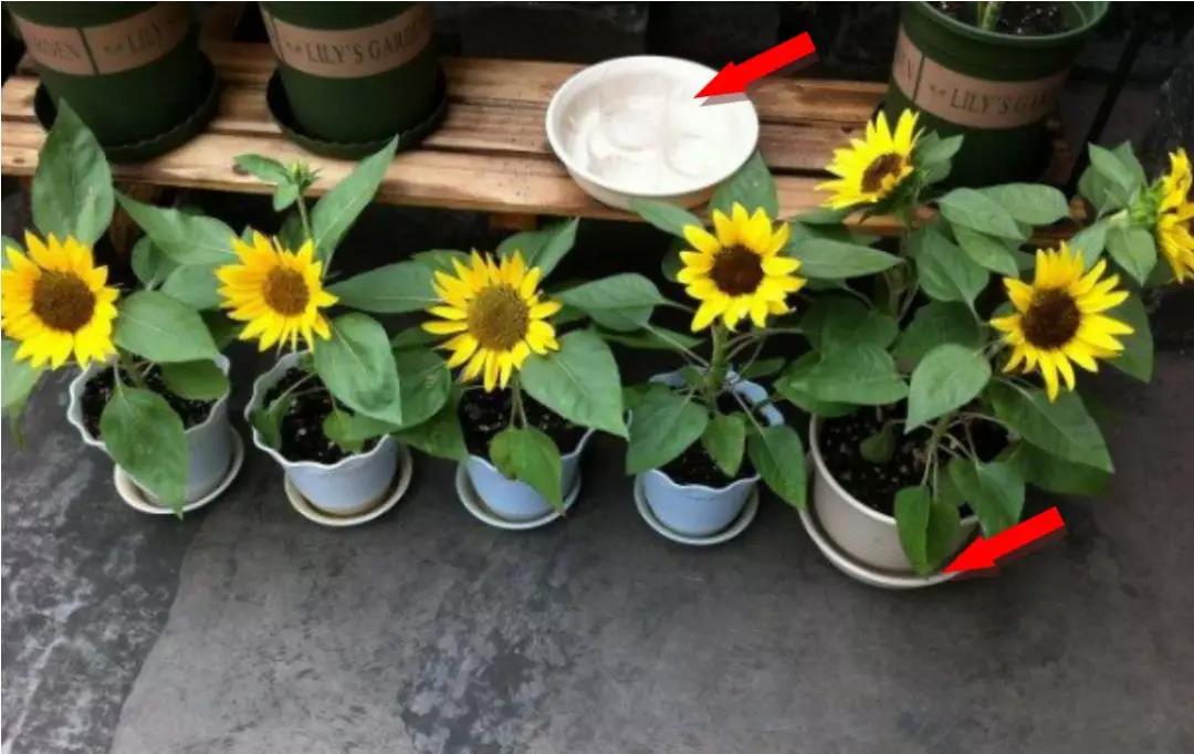 1574649877694883.jpg 1574649877694883.jpg